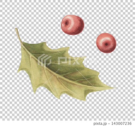Holly berry set with watercolor red berries and green leaves. Christmas ilex plant creates a natural botanical design. Great for seasonal card and postcard. Traditional art suits gift label and print. 143007236
