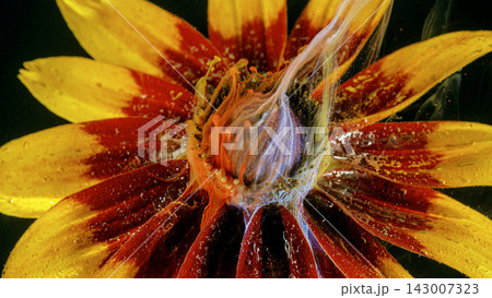 Closeup of sunflower center with yellow and red petals, swirling ink-like pigment and droplets Closeup of sunflower center with yellow and red petals, swirling ink-like pigment and droplets 143007323