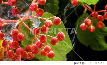 Close-up of red berry clusters with spider silk on leafy stems in natural light outdoors Close-up of red berry clusters with spider silk on leafy stems in natural light outdoors 143007343
