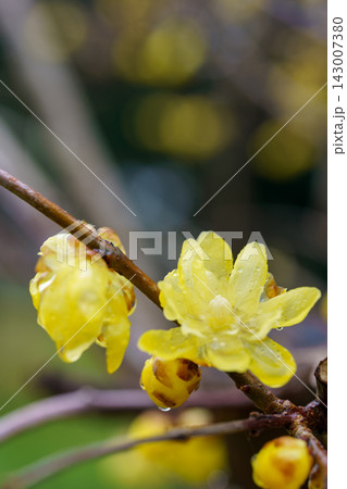 枝に咲く黄色いロウバイの花 枝に咲く黄色いロウバイの花 143007380