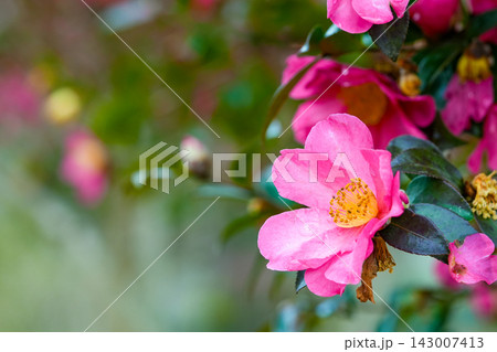 鮮やかなピンク色のサザンカの花 鮮やかなピンク色のサザンカの花 143007413