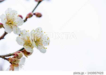 白い空を背景に咲く白い梅の花 白い空を背景に咲く白い梅の花 143007420