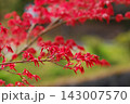 秋の訪れを告げる鮮やかに色付いた美しい紅葉ともみじの葉 143007570