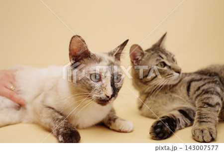 Two domestic cats resting and enjoying petting 143007577