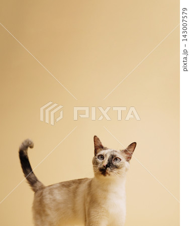 Siamese cat kitten looking up curious Siamese cat kitten looking up curious 143007579