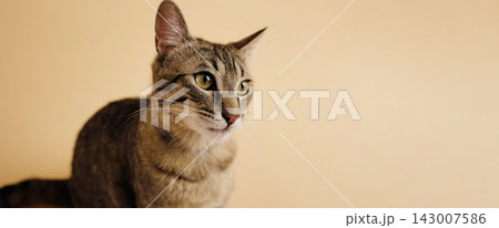 Tabby cat looking away from camera on plain background Tabby cat looking away from camera on plain background 143007586