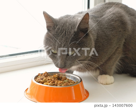 Striped tabby cat eating dry food from an orange bowl close up. Portrait of domestic kitten dining near white window. Front view of fluffy grey pet having lunch. Feline nutrition ad concept. 143007600