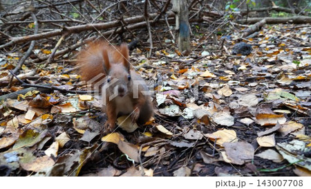 Cute brown rodent eating found walnuts at autumn park. Wild fluffy squirrel gnawing nuts at forest. Pretty small sciurus chewing food outdoor. Concept of wildlife 143007708