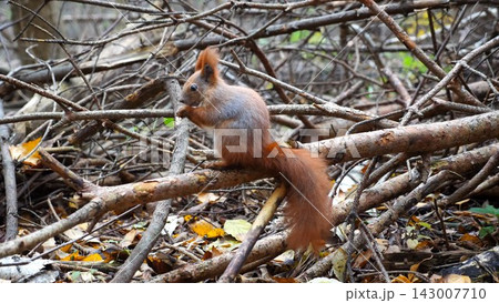 Wild fluffy squirrel sitting at wooden branch gnawing nuts at forest. Cute brown rodent eating found walnuts at autumn park. Pretty small sciurus chewing food outdoor. Concept of wildlife 143007710