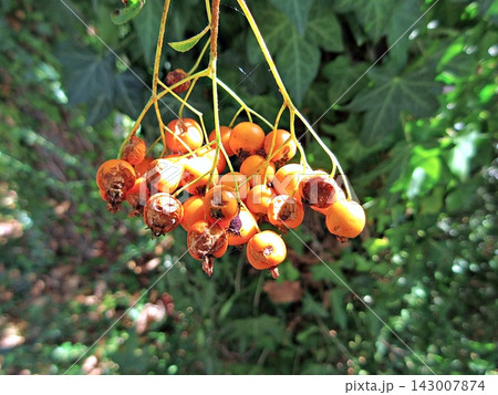 Firethorn berry cluster in autumn, orange Pyracantha fruits pecked by birds. 143007874