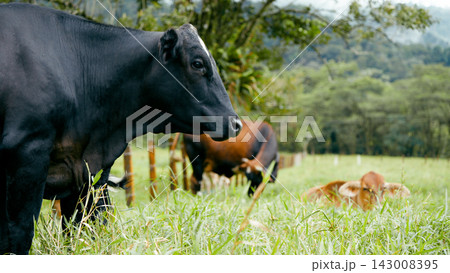 Cattle pasturing on green field in Arenal Volcano natural park Cattle pasturing on green field in Arenal Volcano natural park 143008395