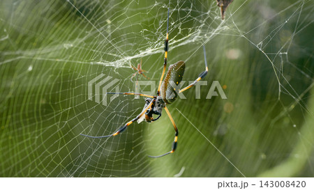 Golden silk orb weaver spider on its large web Golden silk orb weaver spider on its large web 143008420