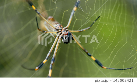 Golden silk orb weaver spider weaving web in Costa Rica Golden silk orb weaver spider weaving web in Costa Rica 143008421