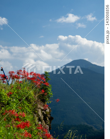 彼岸花と青空と山の風景 彼岸花と青空と山の風景 143008856