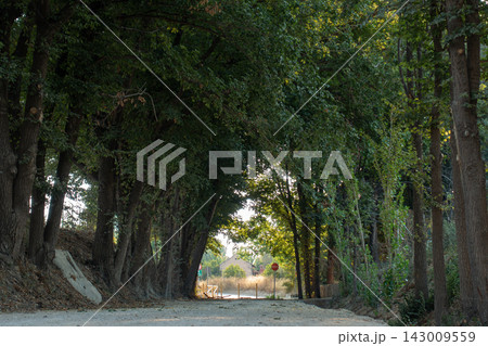 Dirt path under a natural canopy arch created by green trees in nature Dirt path under a natural canopy arch created by green trees in nature 143009559