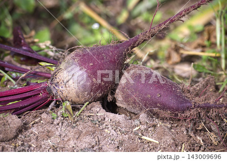 Fresh Raw Red Beetroots Growing in Organic Garden Soil during Sunny Harvest Season Fresh Raw Red Beetroots Growing in Organic Garden Soil during Sunny Harvest Season 143009696