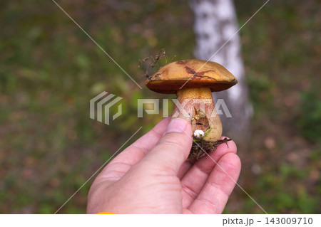 Forager Hand Holding Edible Neoboletus luridiformis Mushroom in Autumnal Forest Background Forager Hand Holding Edible Neoboletus luridiformis Mushroom in Autumnal Forest Background 143009710