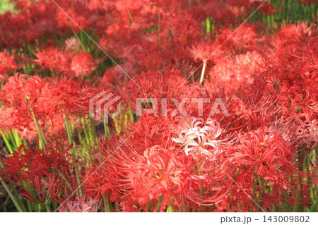 愛媛県北宇和郡松野町 赤い彼岸花畑に一輪の白花彼岸花 愛媛県北宇和郡松野町 赤い彼岸花畑に一輪の白花彼岸花 143009802