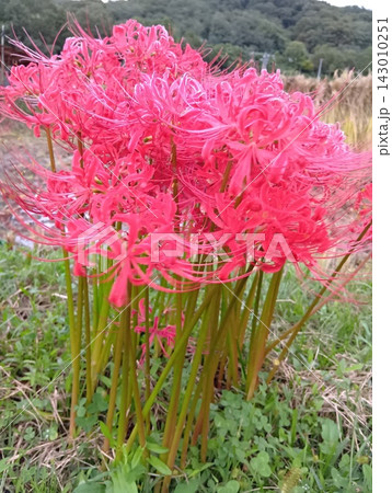 秋の巾着田、木陰で満開になった曼珠沙華を撮る 秋の巾着田、木陰で満開になった曼珠沙華を撮る 143010251