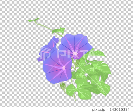 紫色牽牛花插圖 紫色牽牛花插圖 143010354