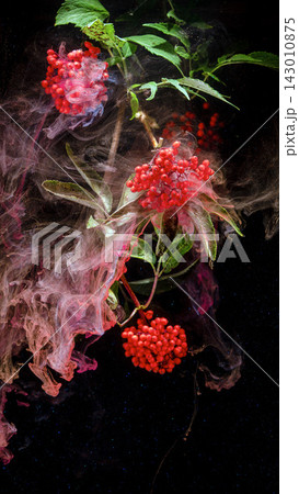 Red berry clusters with green leaves enveloped in swirling pink smoke over black background 143010875