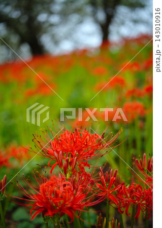 赤く咲く曼珠沙華 Red Lycoris Field 赤く咲く曼珠沙華 Red Lycoris Field 143010916