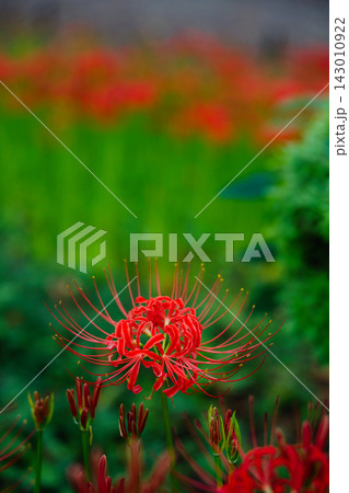 秋を彩る彼岸花の接写 Red Spider Lily Macro 秋を彩る彼岸花の接写 Red Spider Lily Macro 143010922