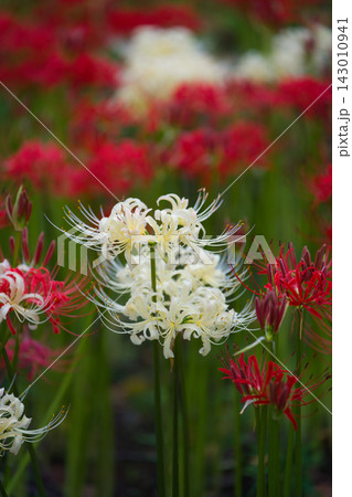 白彼岸花と赤彼岸花が彩る秋風景 White and Red Spider Lilies 白彼岸花と赤彼岸花が彩る秋風景 White and Red Spider Lilies 143010941