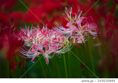 ピンク色の彼岸花と赤彼岸花の共演 Pink and Red Spider Lilies ピンク色の彼岸花と赤彼岸花の共演 Pink and Red Spider Lilies 143010944