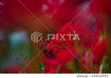 幻想的な彼岸花のボケとクローズアップ Red Spider Lily Bokeh 143010945