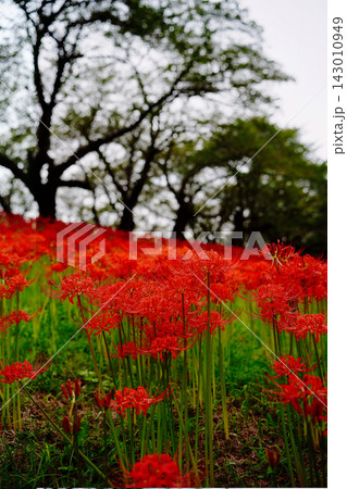 曼珠沙華の群生と大木 Lycoris Radiata Field 曼珠沙華の群生と大木 Lycoris Radiata Field 143010949