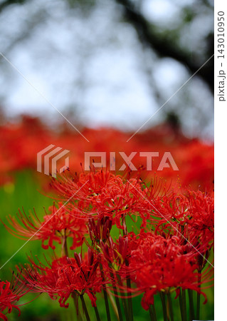 彼岸花の群生と美しいボケ Red Spider Lily Field 彼岸花の群生と美しいボケ Red Spider Lily Field 143010950