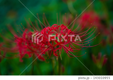 鮮やかな彼岸花の接写 Red Spider Lily Macro 143010955