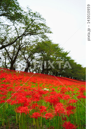 彼岸花が咲き誇る花畑の秋風景 Red Spider Lily Field 彼岸花が咲き誇る花畑の秋風景 Red Spider Lily Field 143010959