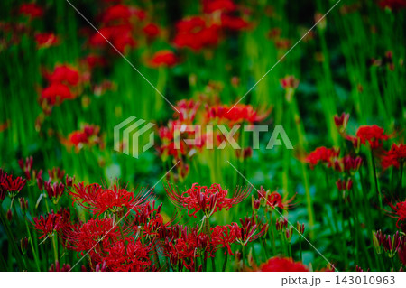 鮮やかな彼岸花と緑の背景 Red Spider Lily Bloom 鮮やかな彼岸花と緑の背景 Red Spider Lily Bloom 143010963
