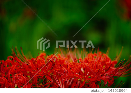 赤い彼岸花が咲き広がる秋風景 Red Spider Lily Landscape 赤い彼岸花が咲き広がる秋風景 Red Spider Lily Landscape 143010964