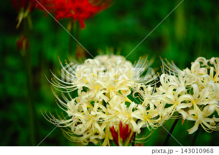 白い彼岸花のクローズアップ White Spider Lily Close-up 143010968
