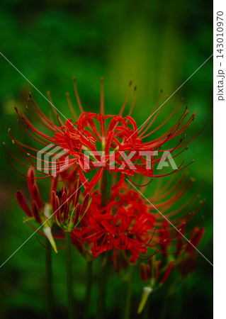 彼岸花のクローズアップと緑のボケ Red Spider Lily Close-up 彼岸花のクローズアップと緑のボケ Red Spider Lily Close-up 143010970