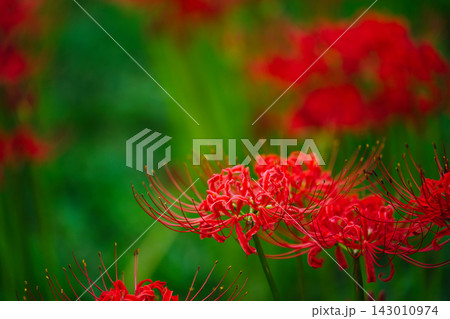鮮やかな彼岸花の接写 Red Spider Lily Macro 鮮やかな彼岸花の接写 Red Spider Lily Macro 143010974