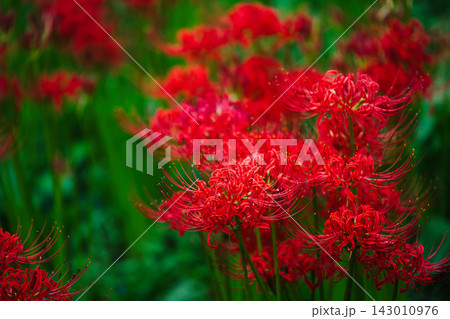 彼岸花のクローズアップと美しいボケ Red Spider Lily Close-up 彼岸花のクローズアップと美しいボケ Red Spider Lily Close-up 143010976
