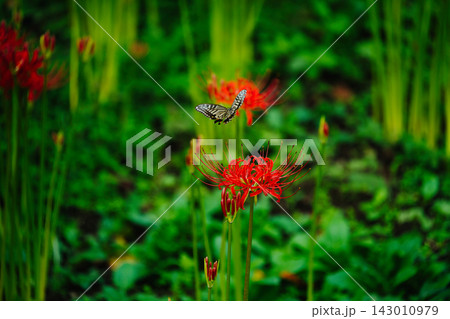 彼岸花とアゲハチョウの秋風景 Red Spider Lily and Swallowtail But 彼岸花とアゲハチョウの秋風景 Red Spider Lily and Swallowtail But 143010979