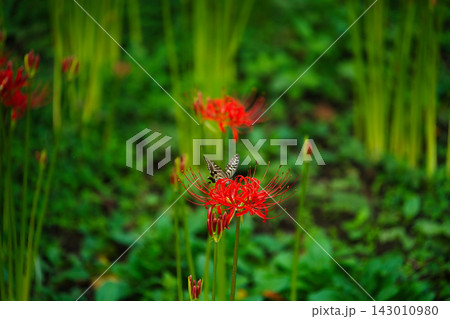 彼岸花とアゲハチョウの秋風景 Red Spider Lily and Swallowtail But 彼岸花とアゲハチョウの秋風景 Red Spider Lily and Swallowtail But 143010980