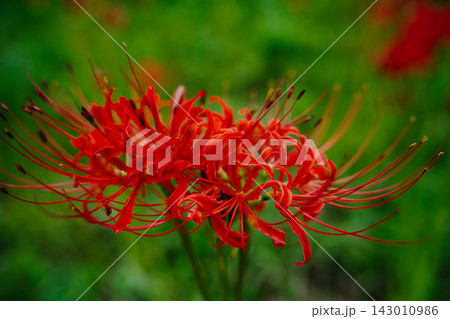 彼岸花のクローズアップと緑のボケ Red Spider Lily Close-up 彼岸花のクローズアップと緑のボケ Red Spider Lily Close-up 143010986