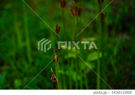 彼岸花のつぼみとトンボ Autumn Dragonfly on Spider Lily Bud 彼岸花のつぼみとトンボ Autumn Dragonfly on Spider Lily Bud 143011008