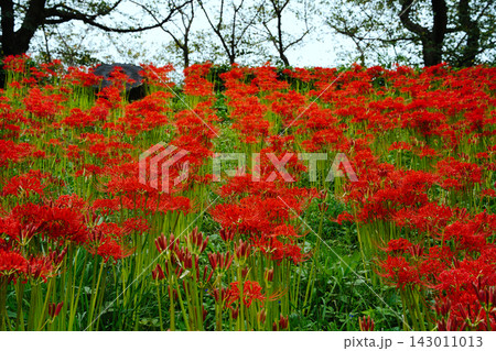 彼岸花の群生が広がる秋の風景 Red Spider Lily Field 彼岸花の群生が広がる秋の風景 Red Spider Lily Field 143011013