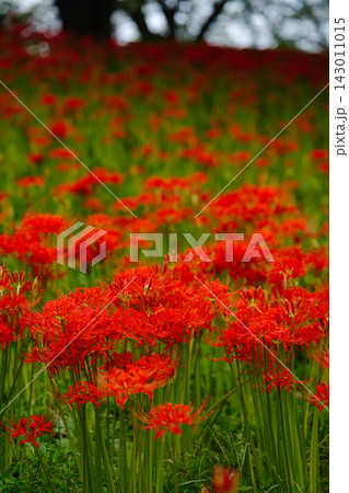 彼岸花の大群生が広がる秋の風景 Red Spider Lily Field 彼岸花の大群生が広がる秋の風景 Red Spider Lily Field 143011015