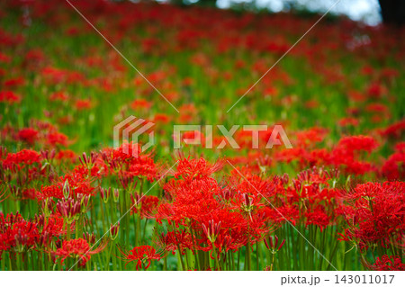 彼岸花の大群生が広がる秋の風景 Red Spider Lily Field 彼岸花の大群生が広がる秋の風景 Red Spider Lily Field 143011017