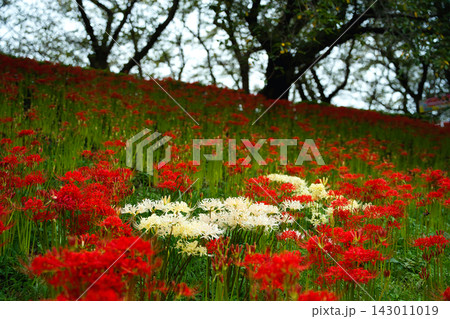 白彼岸花と赤彼岸花の群生 White and Red Spider Lily Field 143011019