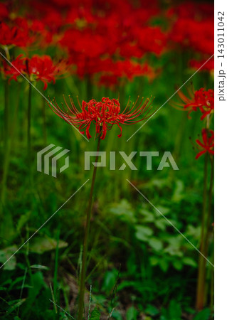 一輪の彼岸花が映える秋の風景 Red Spider Lily Close-up 一輪の彼岸花が映える秋の風景 Red Spider Lily Close-up 143011042