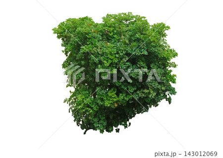 Polyscias Bush 143012069